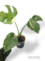 Monstera Platinum