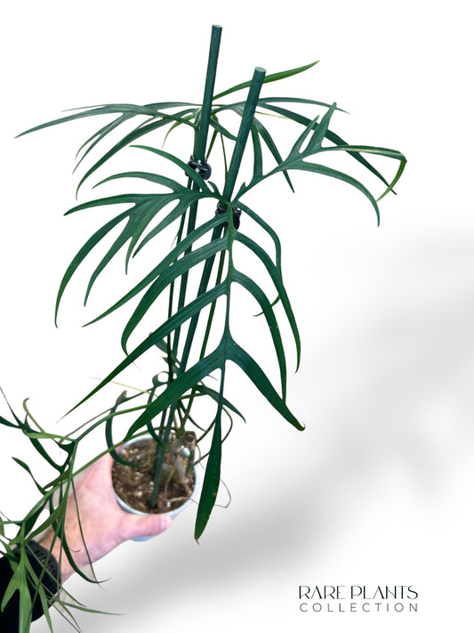 Philodendron Polypodioides