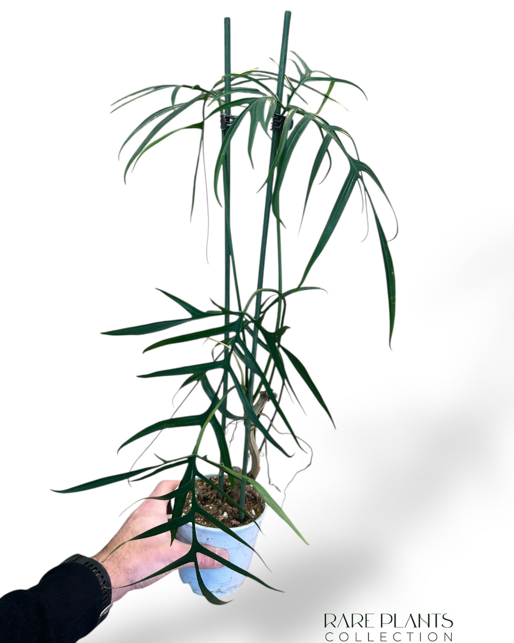 philodendron polypodioides Philodendron Polypodioides | Buy online