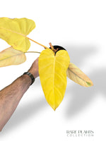 Philodendron Rot Smaragd Orange