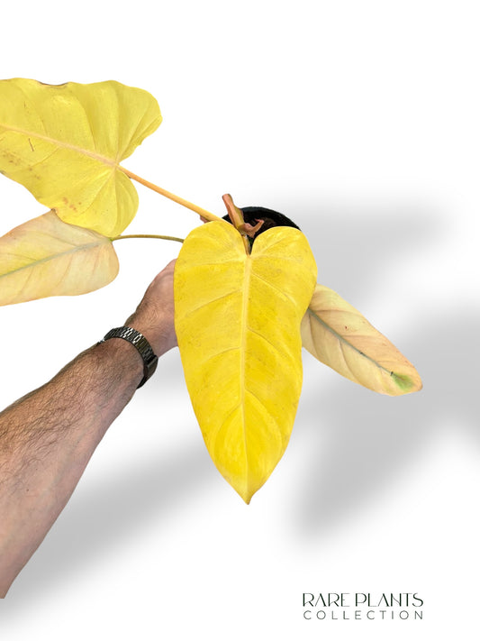 Philodendron Rot Smaragd Orange