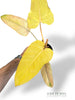 Philodendron Rot Smaragd Orange