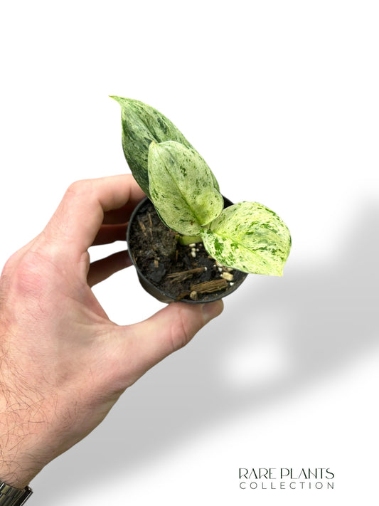 Scindapsus Moonlight Marble