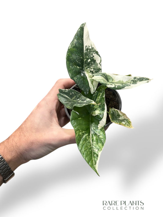 Alocasia Simpo Albo Variegata