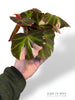 Begonia Soli Mutata Variegata