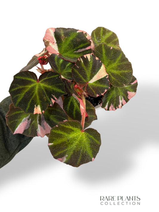 Begonia Soli Mutata Variegata