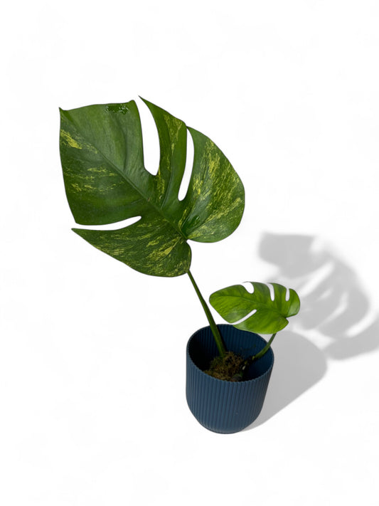 Monstera aurea