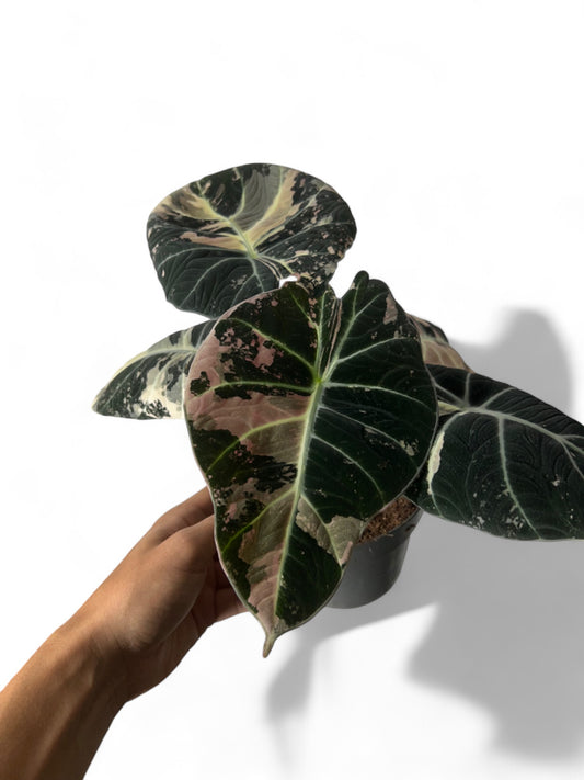 Alocasia black ninja pink variegata