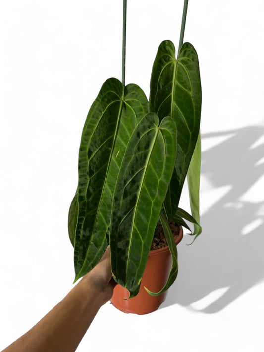 Anthurium warocqueanum