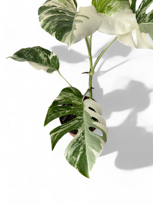 Monstera deliciosa white ghost