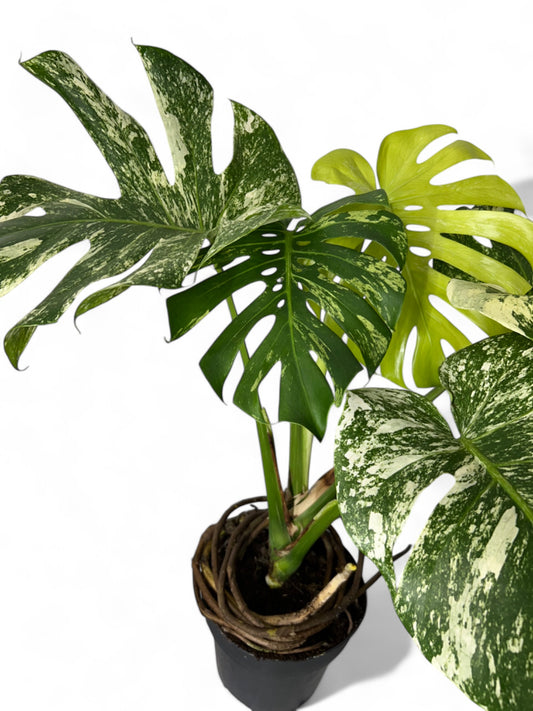 Monstera deliciosa mint white monster