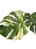 Monstera deliciosa mint white monster Tête