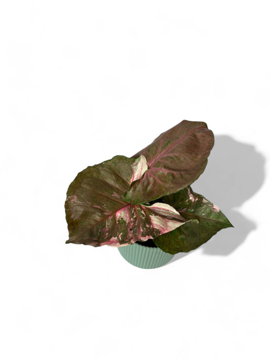 Syngonium strawberry ice