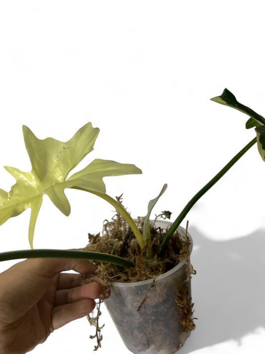 Philodendron golden dragon variegata