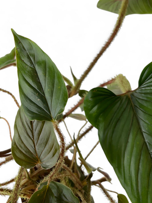 Philodendron Serpens