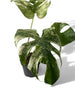 Monstera deliciosa mint white monster Base pied mere