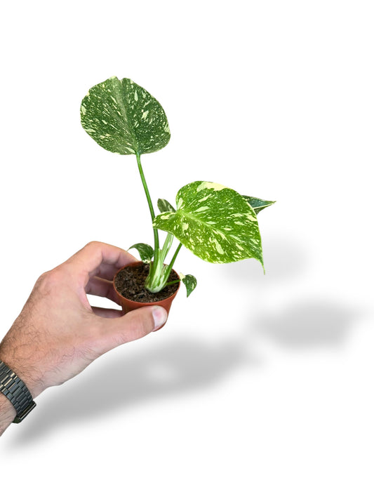 Monstera Thai Constellation (baby)