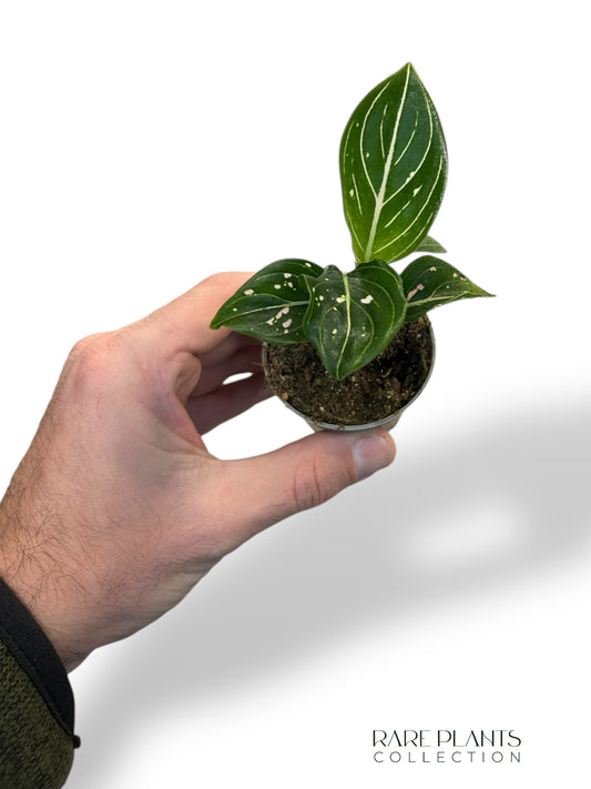 Aglaonema Tom's Pride