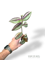 Tradescantia Jungle Fever (Wandering Jew)