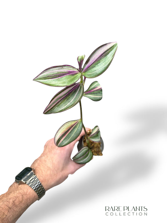 Tradescantia Dschungelfieber (Wandernder Jude)