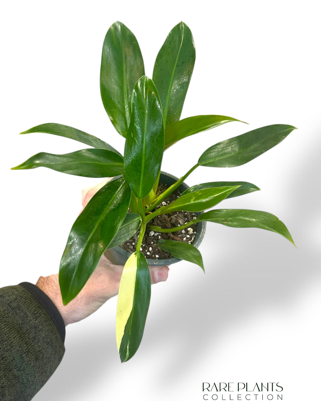 philodendron wend imbe variegata Philodendron Wend Imbe Variegata | Buy online