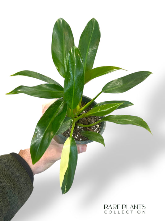 Philodendron Wend Imbe Variegata