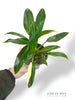 Philodendron Wend Imbe Variegata