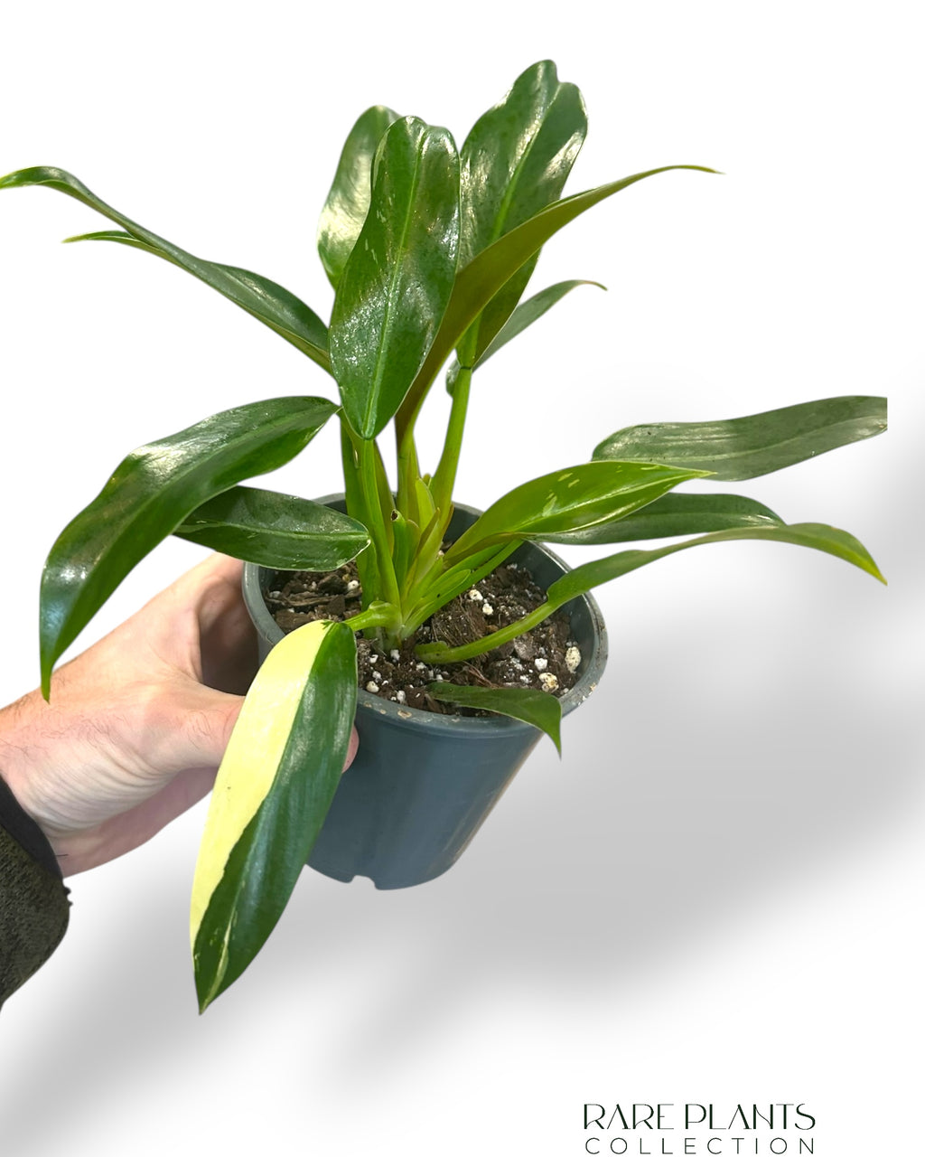 philodendron imbe variegata care Philodendron Wend Imbe Variegata | Buy online