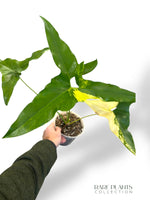 Philodendron Williamsii Variegata