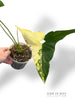 Philodendron Williamsii Variegata